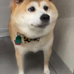 Meet your Posher, Chadillac